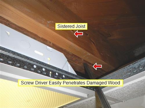 Screwdriver penetrating a damaged wood joist above a ceiling grid, with labels marking a sistered joist