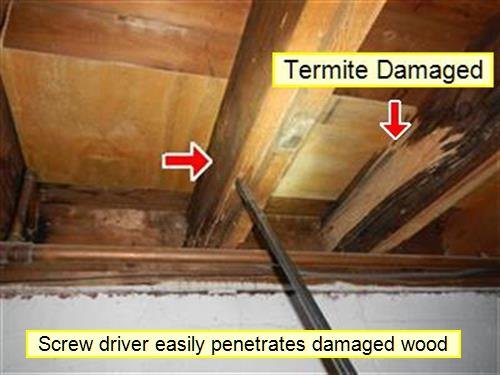Basement framing labelled Termite Damaged with a screwdriver pushed into the wood, red arrows