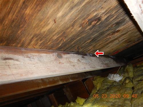 Attic roof sheathing meeting a wood framing member, with dark discoloration and a red arrow at the junction.