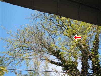 Large tree with branches overhanging the yard, seen from below an eave, utility wires crossing, red arrow at an ivy-covered limb