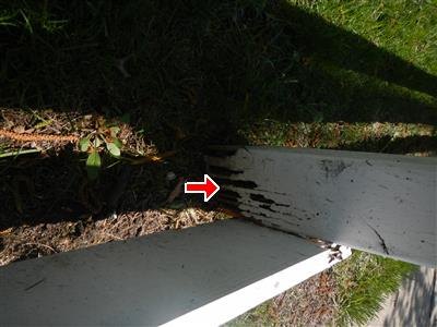 Red arrow at a dark termite-damaged section of a white-painted wood fence post at ground level