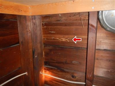 Red arrow at termite mud tubes winding across dark wood plank boards